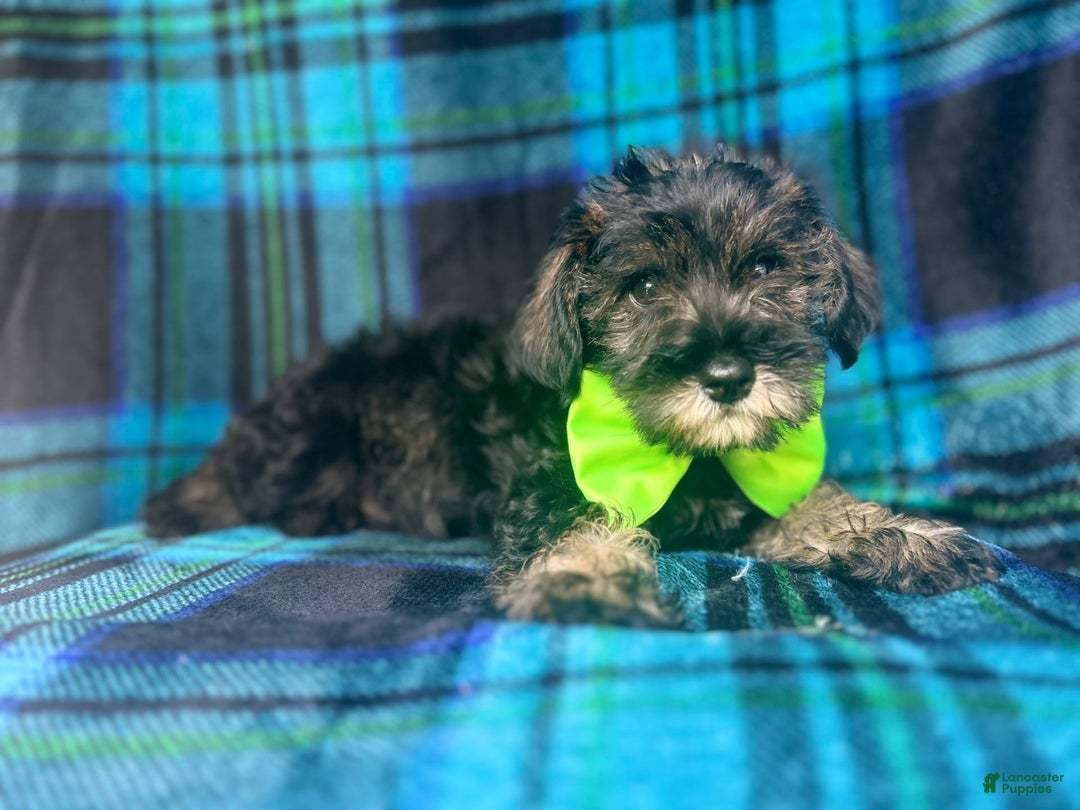 Miniature Schnauzer dogs for sale: Vader - Image 8