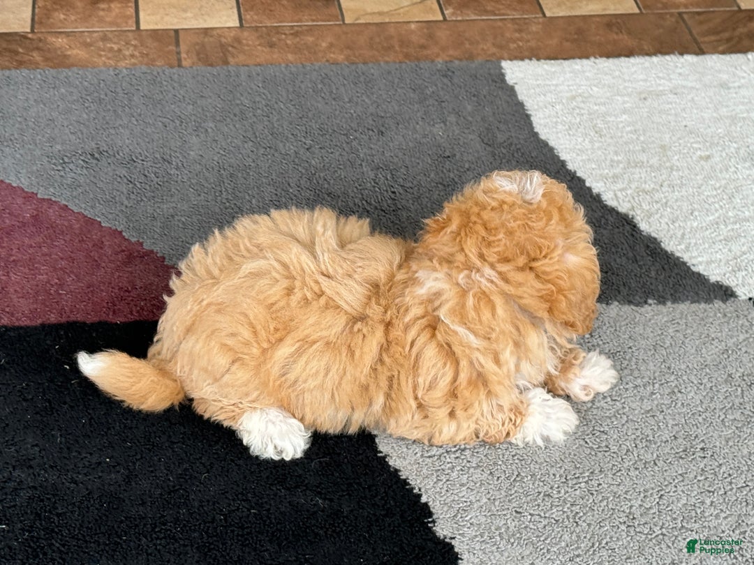 Coton De Tulear dogs for sale: Corrie - Image 7