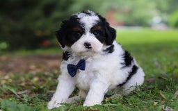 Mini Bernedoodle dogs for sale: Luke - Image 4