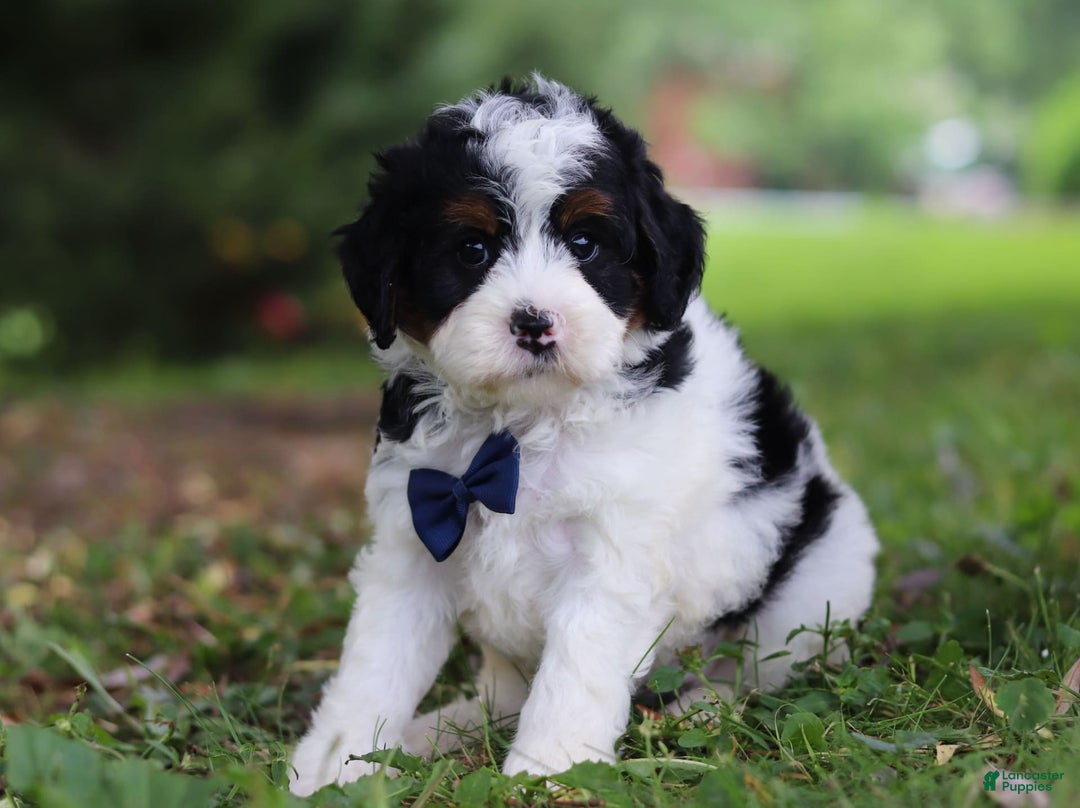 Mini Bernedoodle dogs for sale: Luke - Image 4