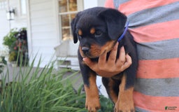 Rottweiler dogs for sale: Duke - Image 4
