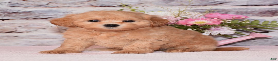 Arlo