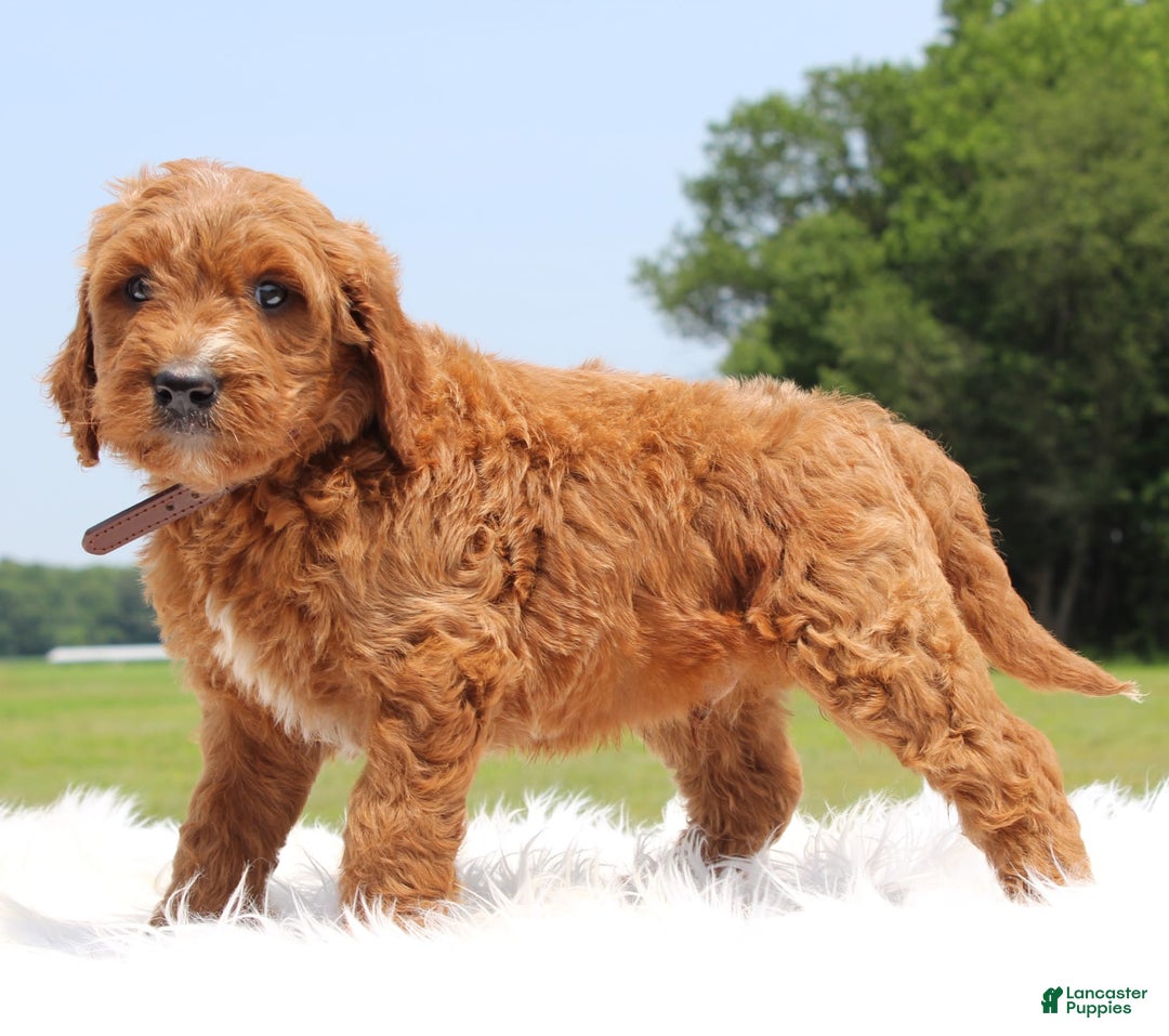 Irish Doodle dogs for sale: Viper - Image 1