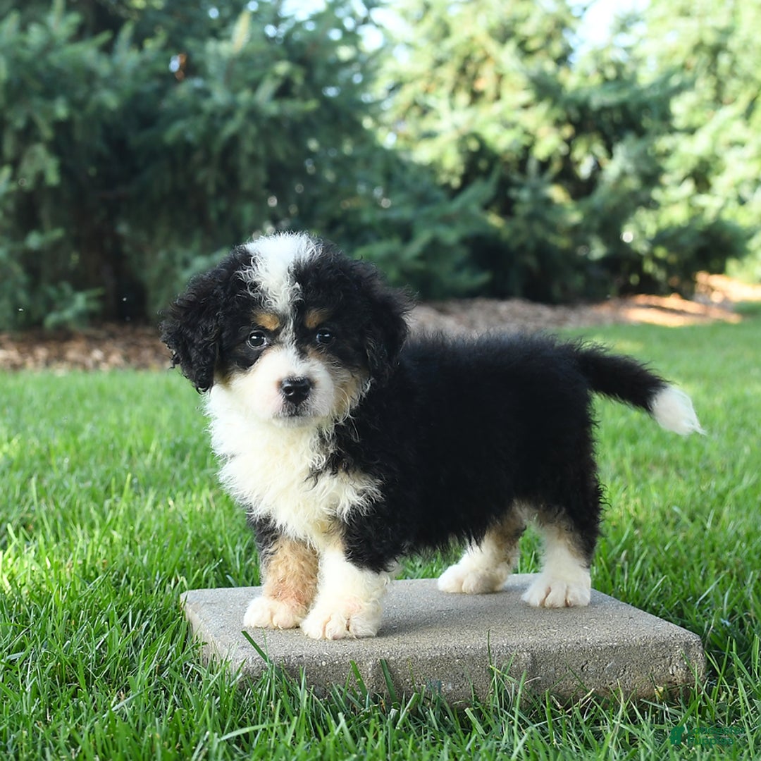 Mini Bernedoodle dogs for sale: Poppy - Image 1