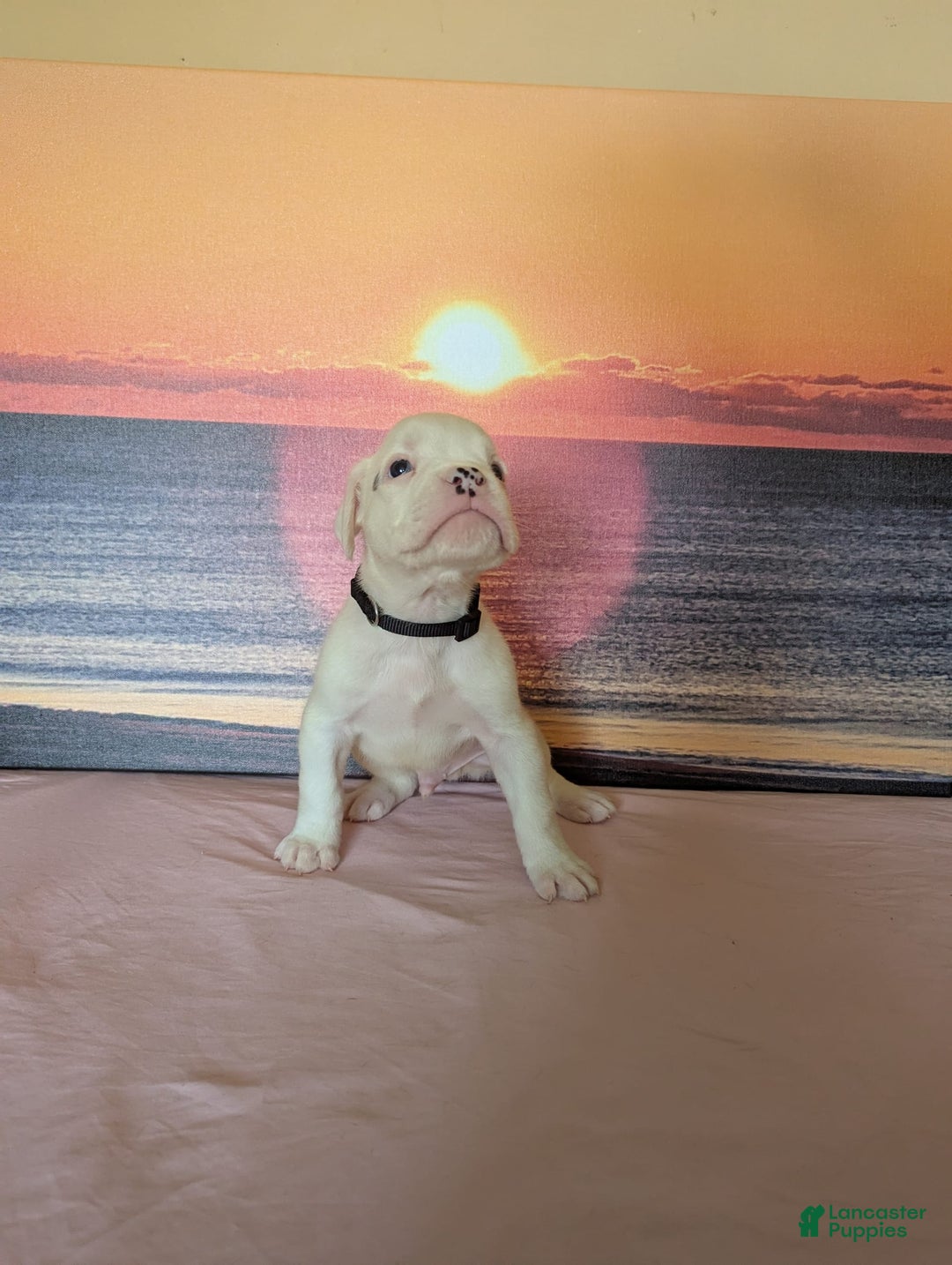 Boxer dogs for sale: Boxer 8 puppies - Image 3