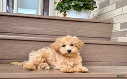 Maltipoo dogs for sale: Gordon - Image 14