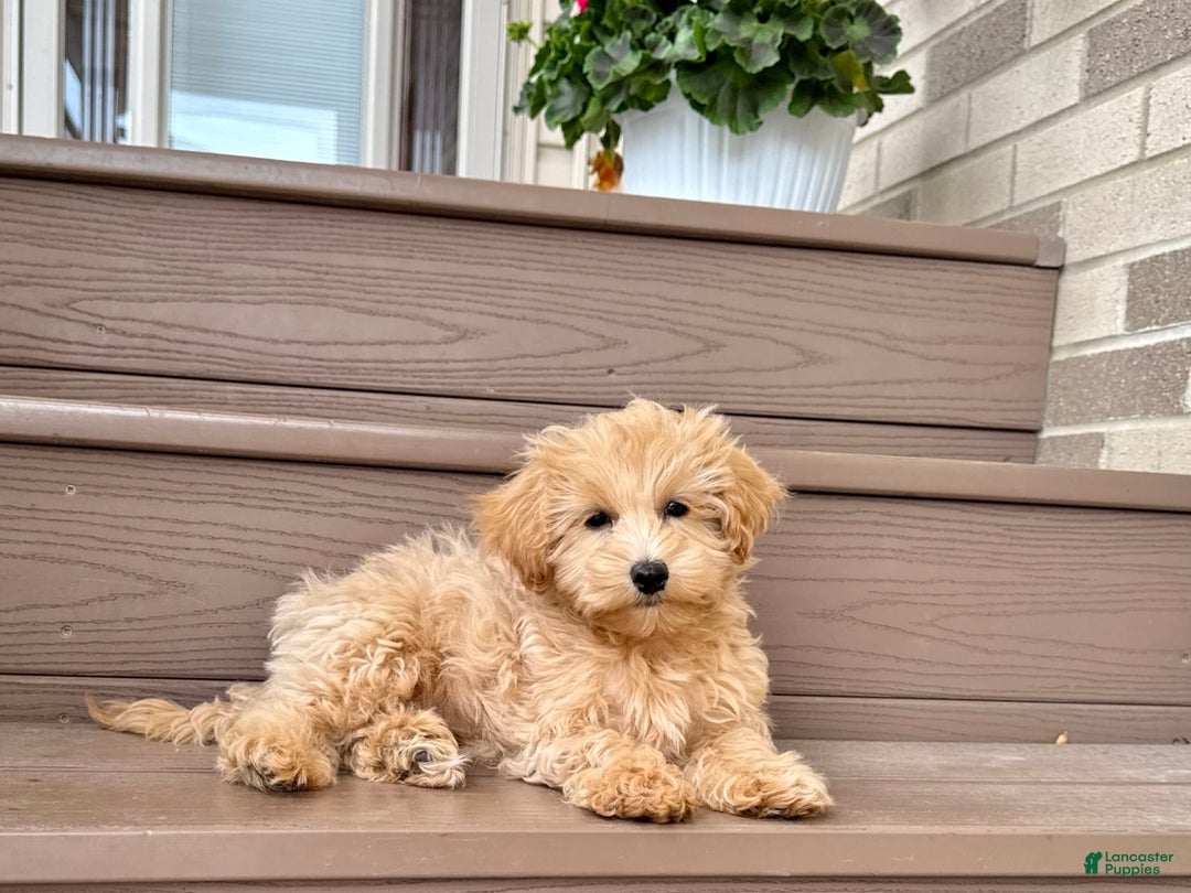 Maltipoo dogs for sale: Gordon - Image 14