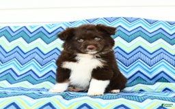 Miniature Australian Shepherd dogs for sale: Mocha - Image 1