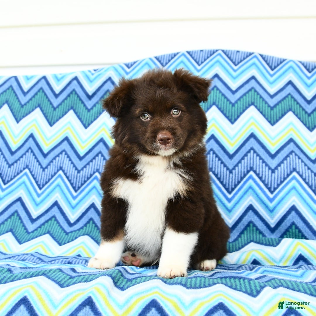 Miniature Australian Shepherd dogs for sale: Mocha - Image 1