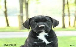 Cane Corso dogs for sale: Montana - Image 4