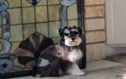 Miniature Schnauzer dogs for sale: Cowgirl - Image 6