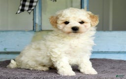 Havapoo dogs for sale: Rover - Image 8