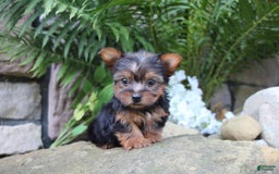 Yorkshire Terrier dogs for sale: Chase - Image 4