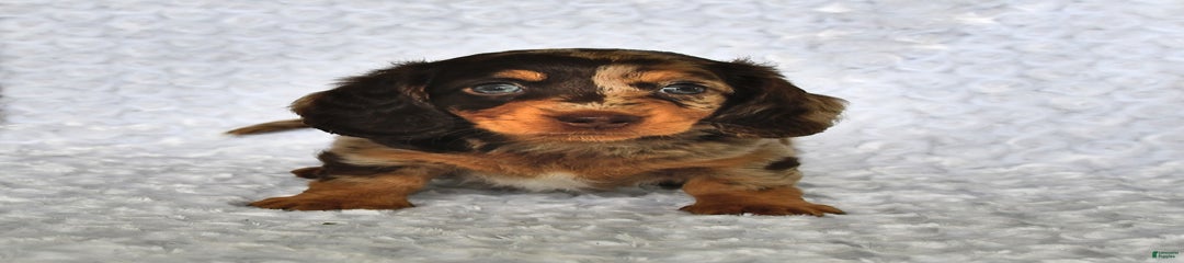 Kacey