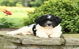 Havapoo dogs for sale: Loyal - Image 3