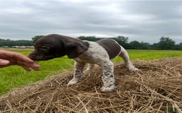 German Shorthaired Pointer dogs for sale: Copper - Image 3