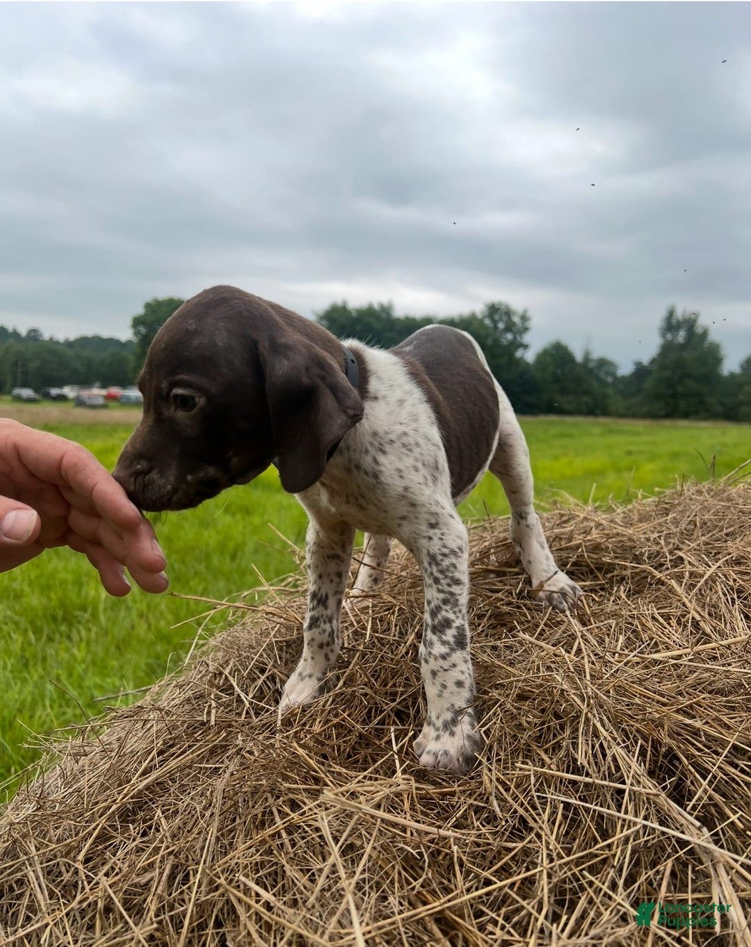 German Shorthaired Pointer dogs for sale: Copper - Image 3