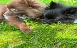 Pomeranian dogs for sale: Teddy - Image 3