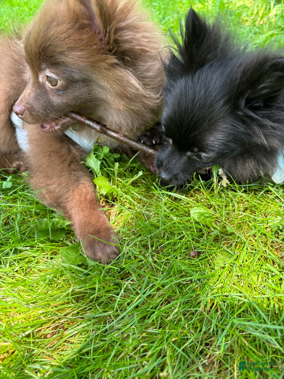 Pomeranian dogs for sale: Teddy - Image 3