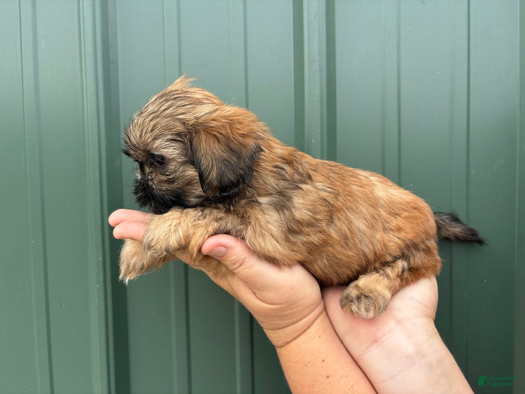 Shih Tzu dogs for sale: Aero - Image 8