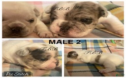 French Bulldog dogs for sale: Rain - Image 4
