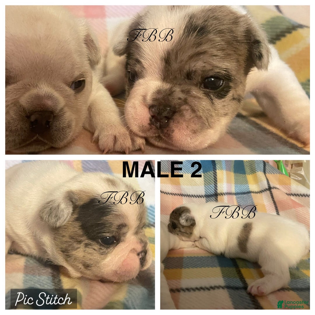 French Bulldog dogs for sale: Rain - Image 4