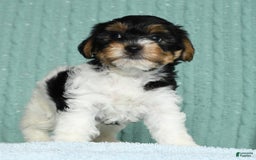 Yorkiepoo dogs for sale: Becka - Image 18