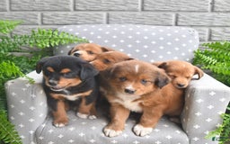 Shiba Inu dogs for sale: Echo - Image 2