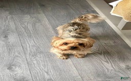 Yorkshire Terrier dogs for sale: Danny Boy - Image 12