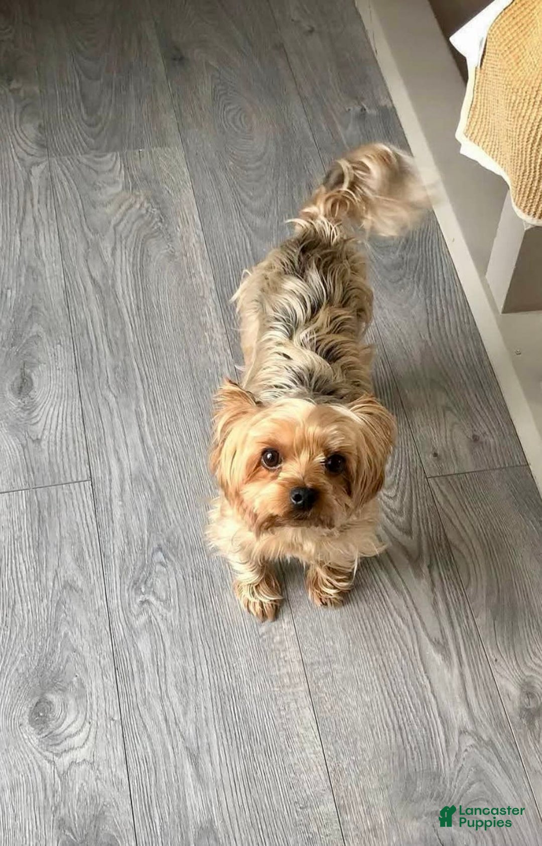 Yorkshire Terrier dogs for sale: Danny Boy - Image 12