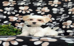 Maltese dogs for sale: Graysen - Image 10