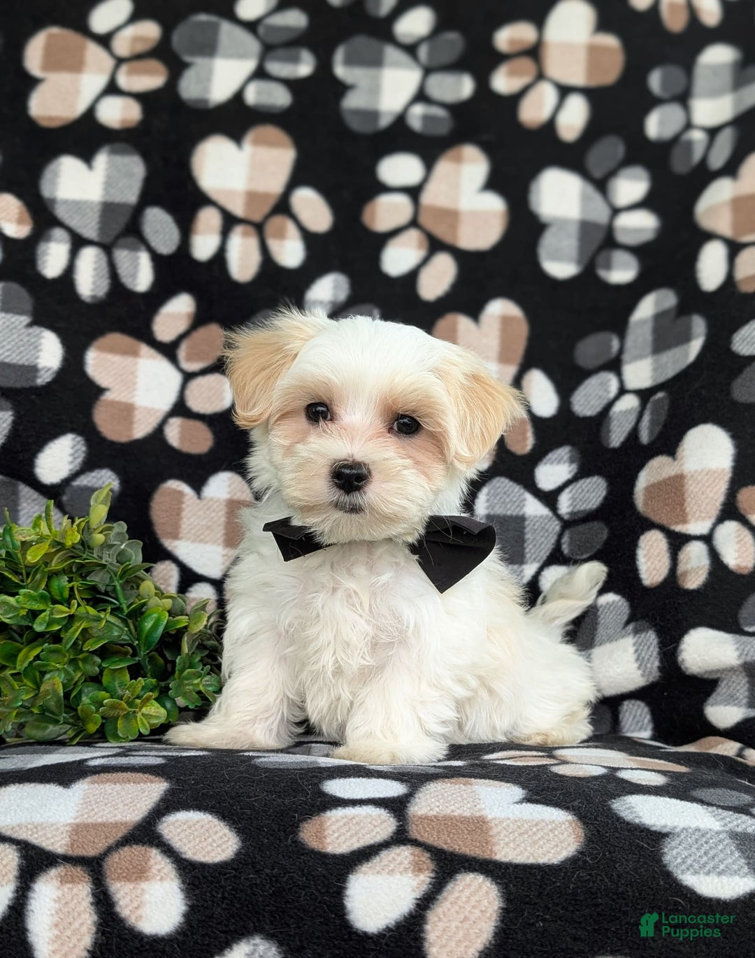 Maltese dogs for sale: Graysen - Image 10