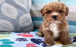 Havapoo dogs for sale: Havapoo 6 puppies - Image 2