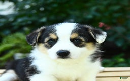 Welsh Corgi Pembroke dogs for sale: Casper - Image 5