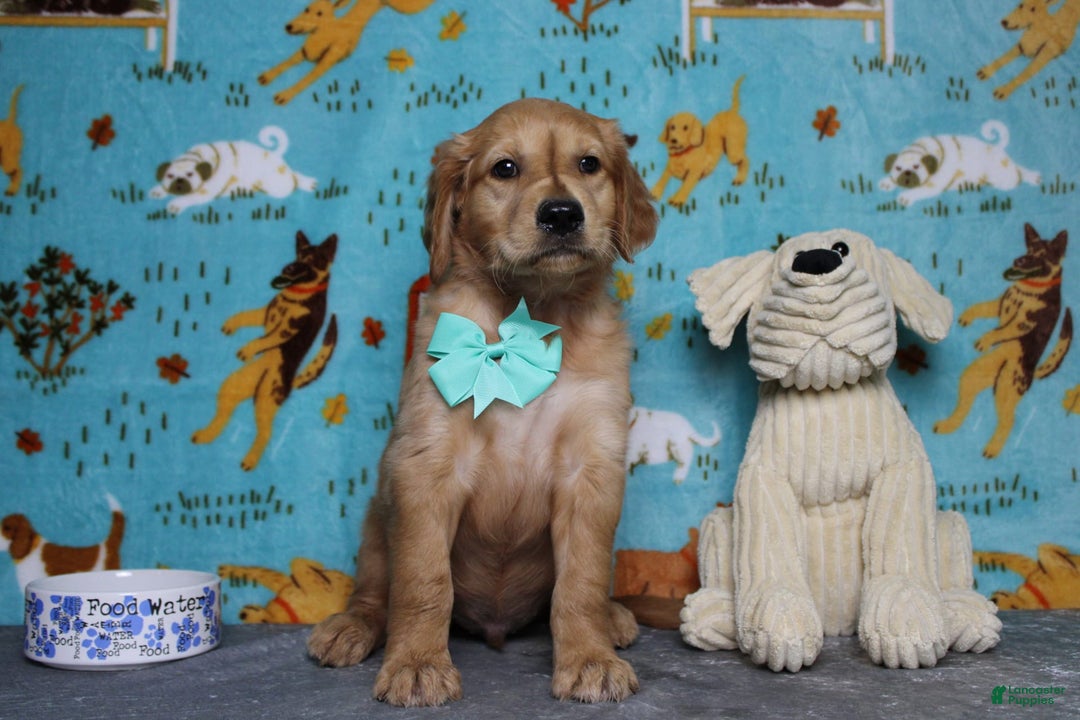 Golden Retriever dogs for sale: Rufus - Image 12