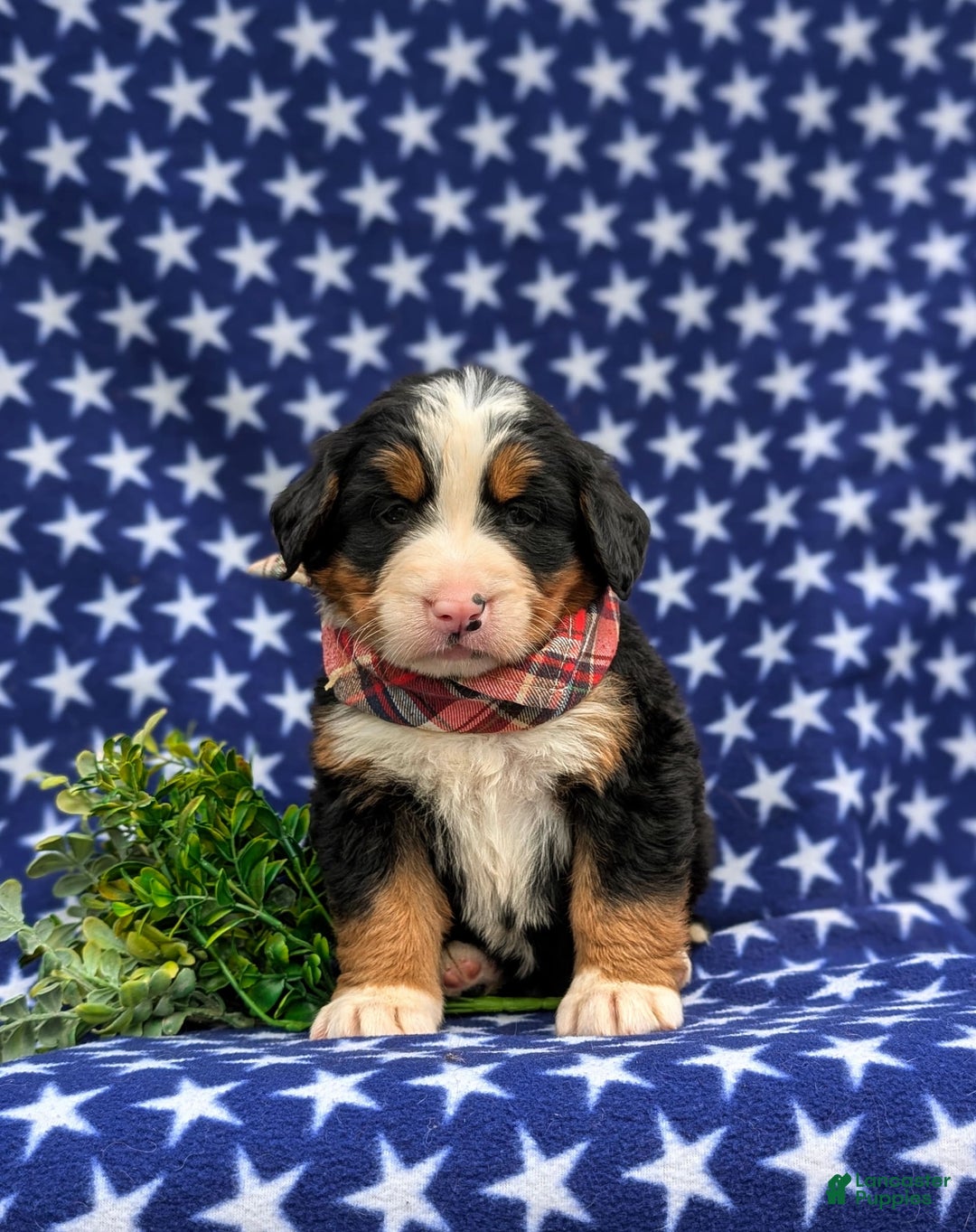 Bernese Mountain Dog dogs for sale: Fletcher - Image 1