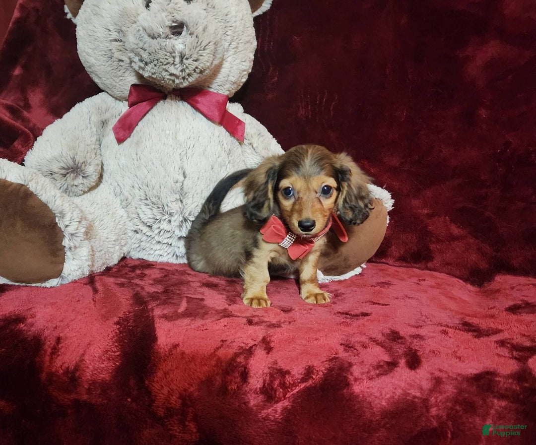 Miniature Dachshund dogs for sale: Josie - Image 8