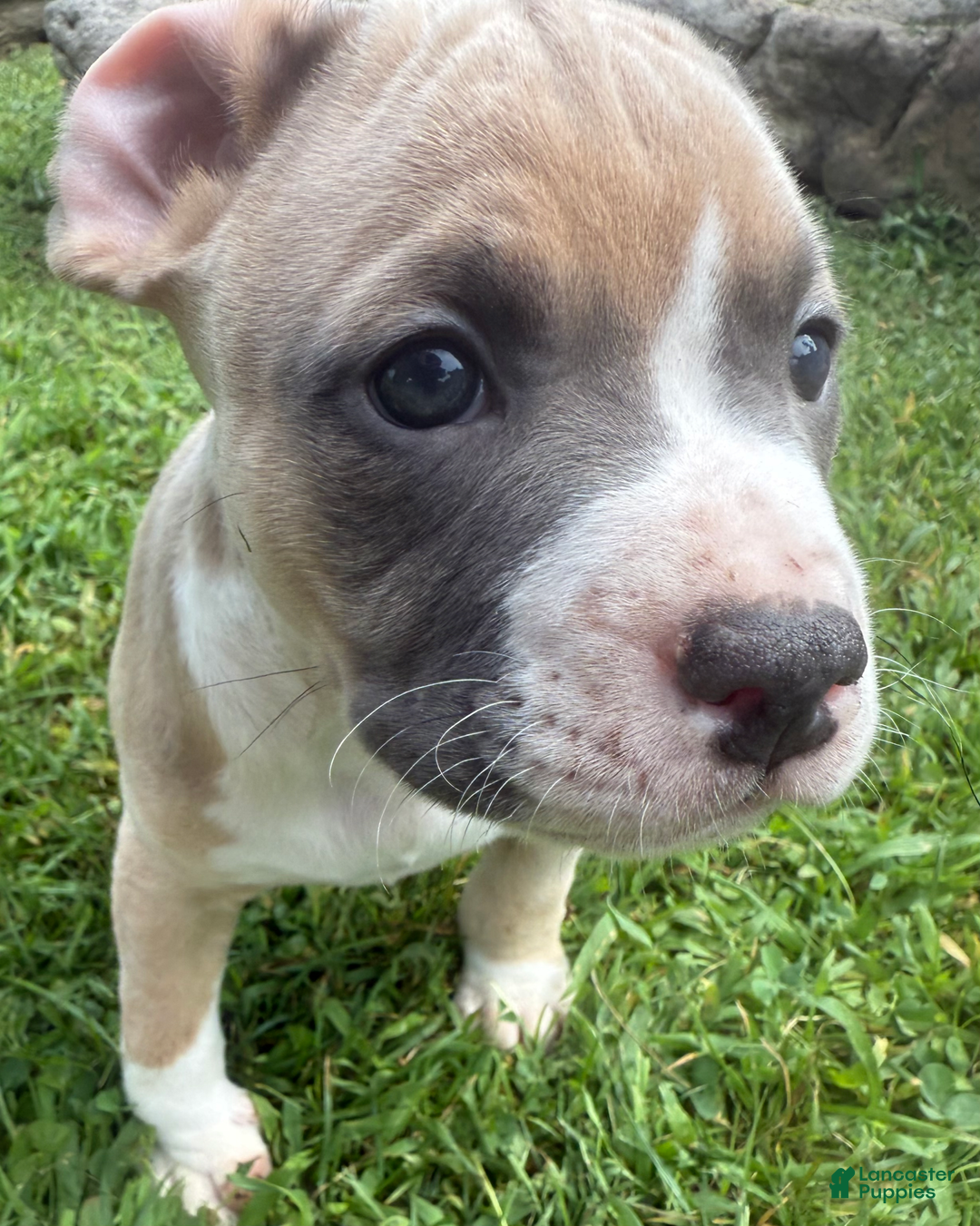 American Pit Bull Terrier dogs for sale: Peanut - Image 11