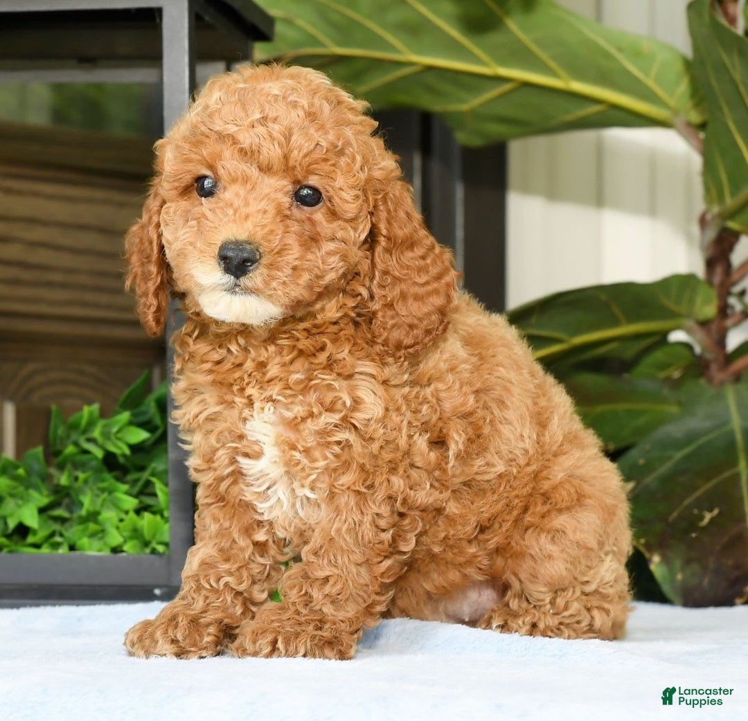 Mini Goldendoodle dogs for sale: Vance - Image 1
