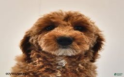 Mini Goldendoodle dogs for sale: Emily - Image 4