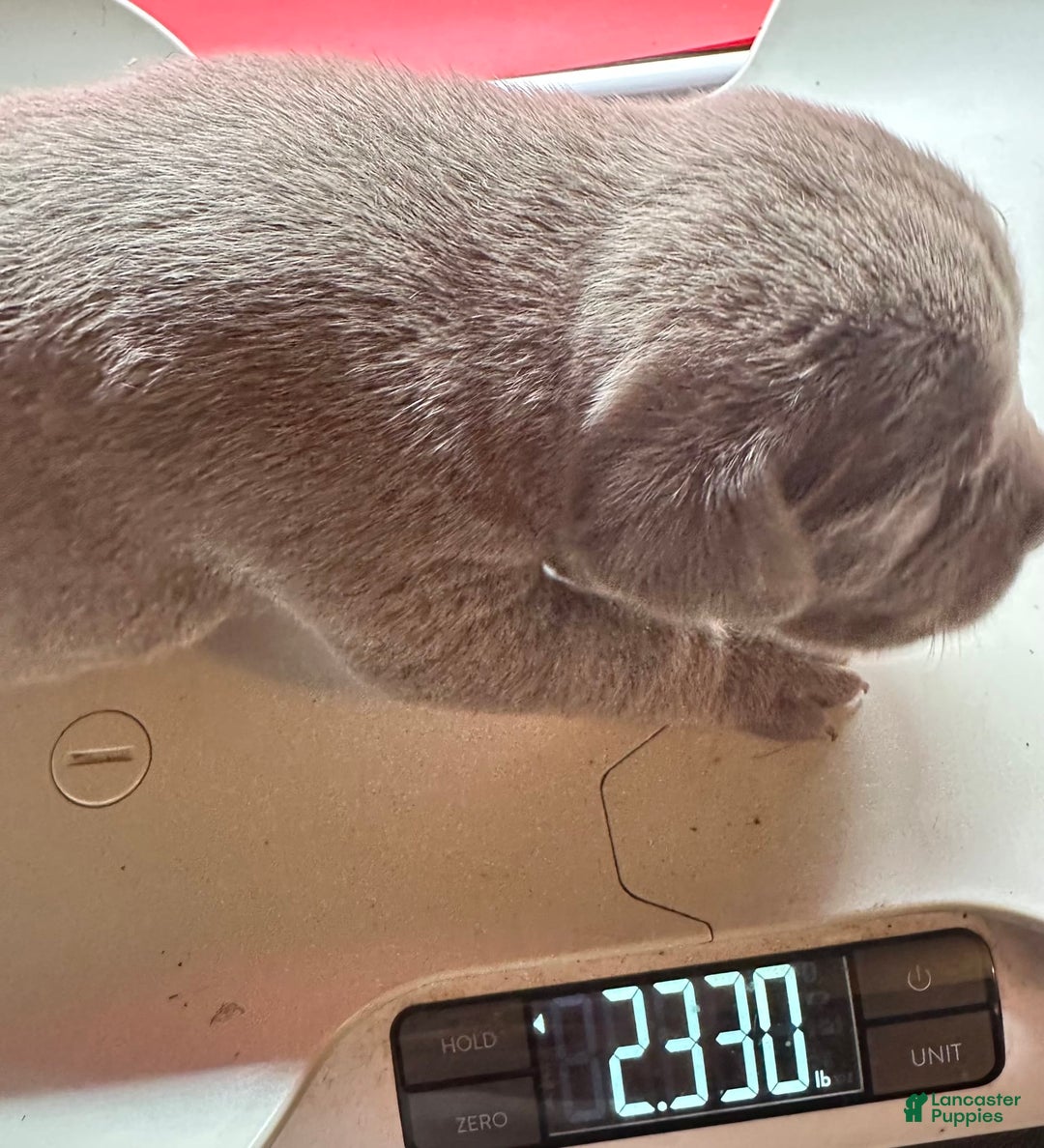 Cane Corso dogs for sale: Iccf Rare Isabella Simba - Image 2