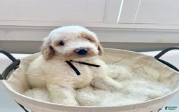Labradoodle dogs for sale: Sarah - Image 2