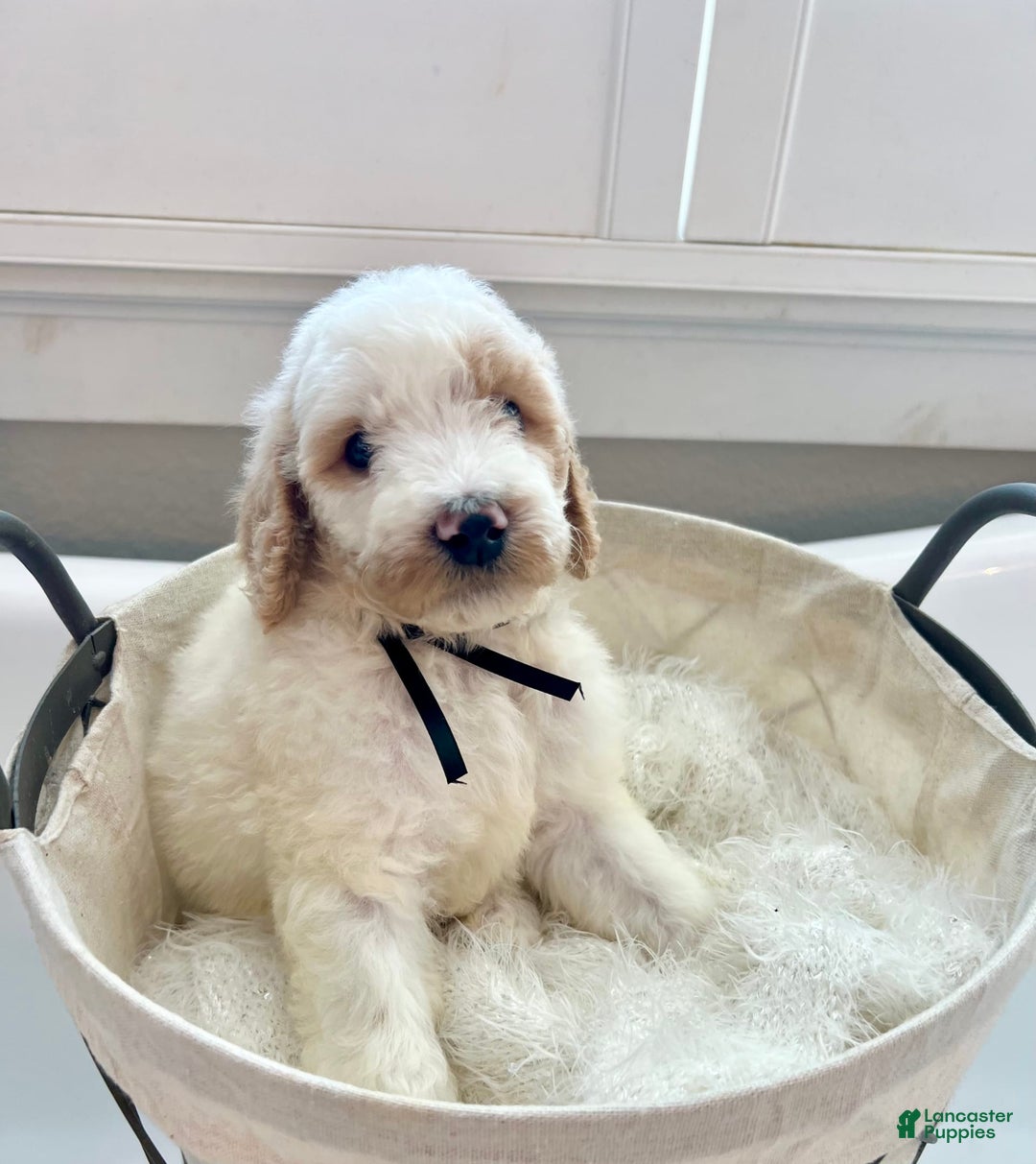 Labradoodle dogs for sale: Sarah - Image 2
