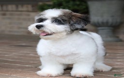 Shihpoo dogs for sale: Leo - Image 3