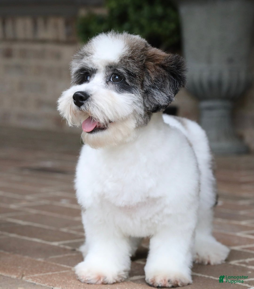 Shihpoo dogs for sale: Leo - Image 3
