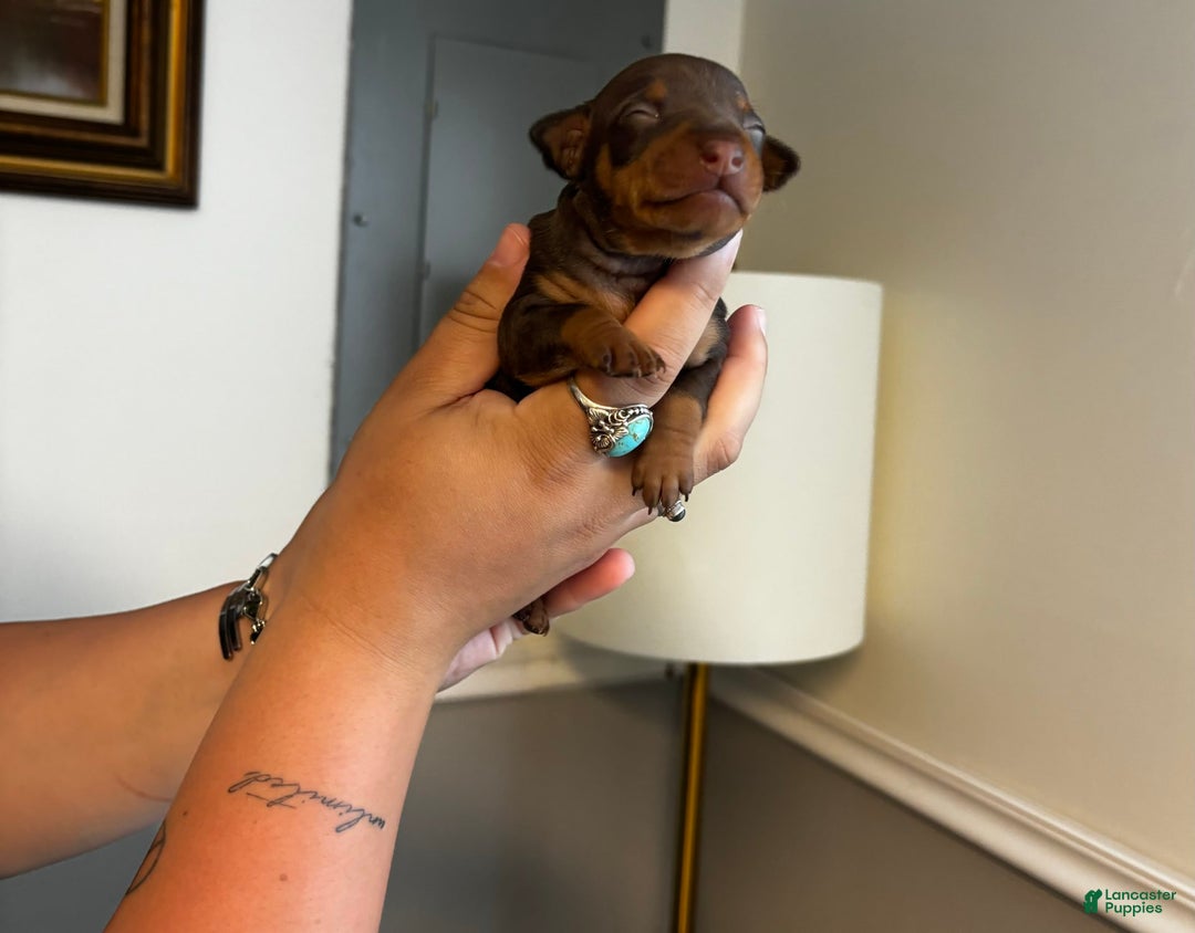 Miniature Pinscher dogs for sale: Petunia - Image 1