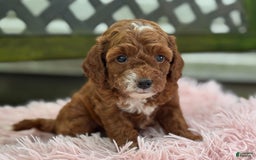 Cavapoo dogs for sale: Bella - Image 23