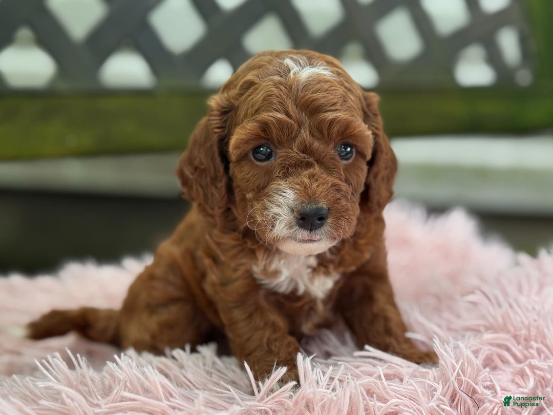 Cavapoo dogs for sale: Bella - Image 23