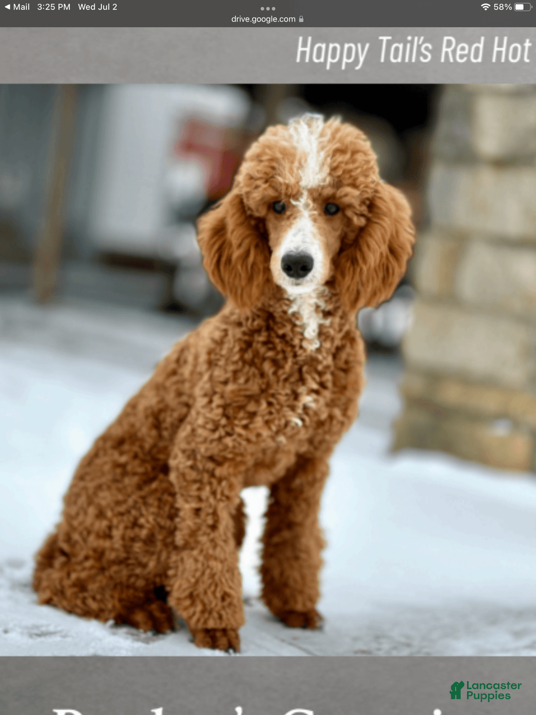 Mini Goldendoodle dogs for sale: Rascal - Image 10