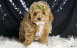 Maltipoo dogs for sale: Eminem - Image 2